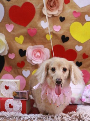 20230204グラちゃん